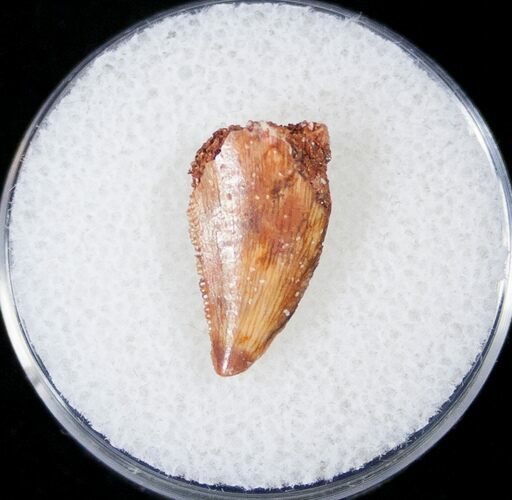 Bargain Raptor Tooth From Morocco - #16948